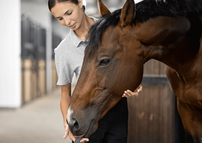  Ways To Build Your Horse A Perfect Fitness Plan